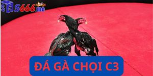 Đá gà chọi c3